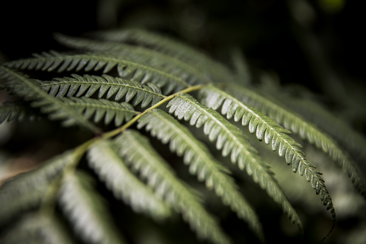 Safari image 11