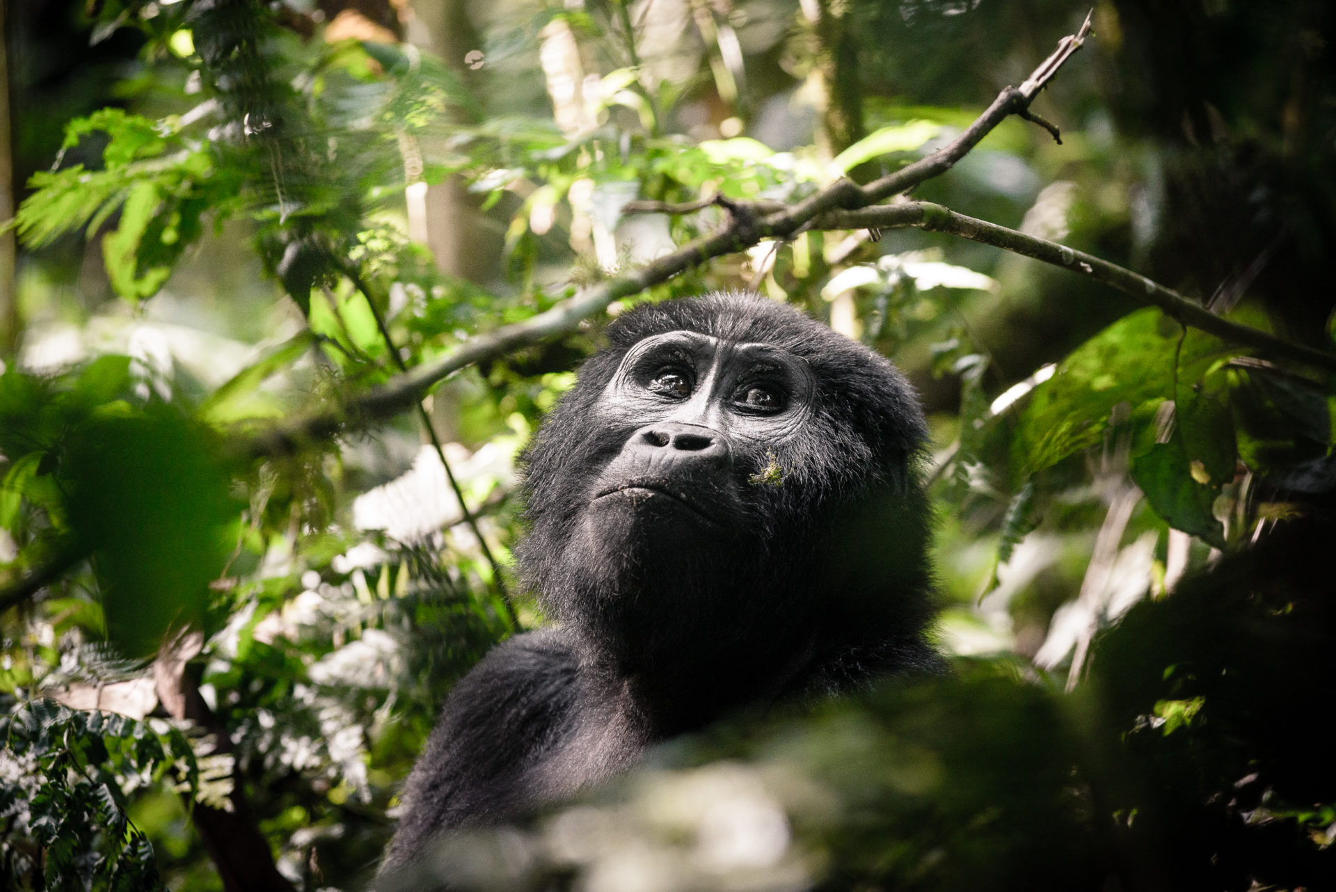 Gorilla 3