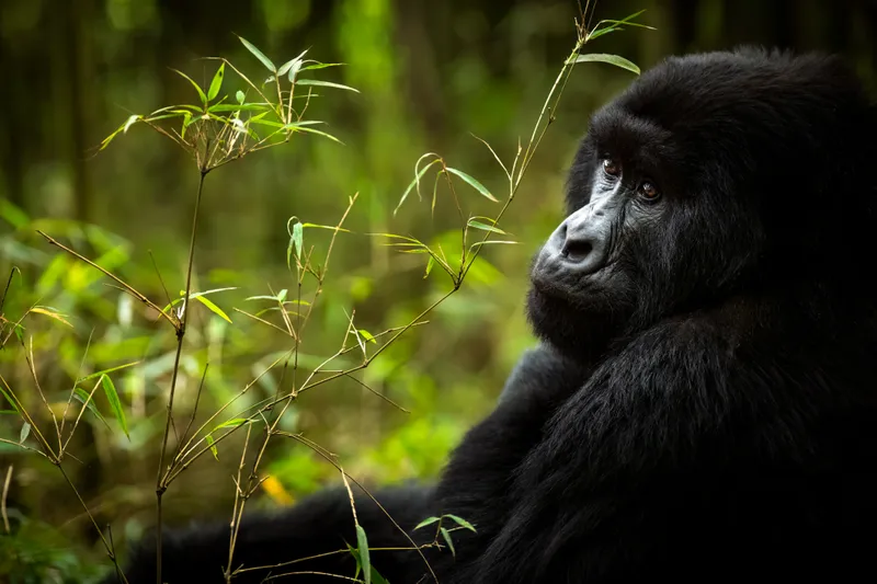 Gorilla 1