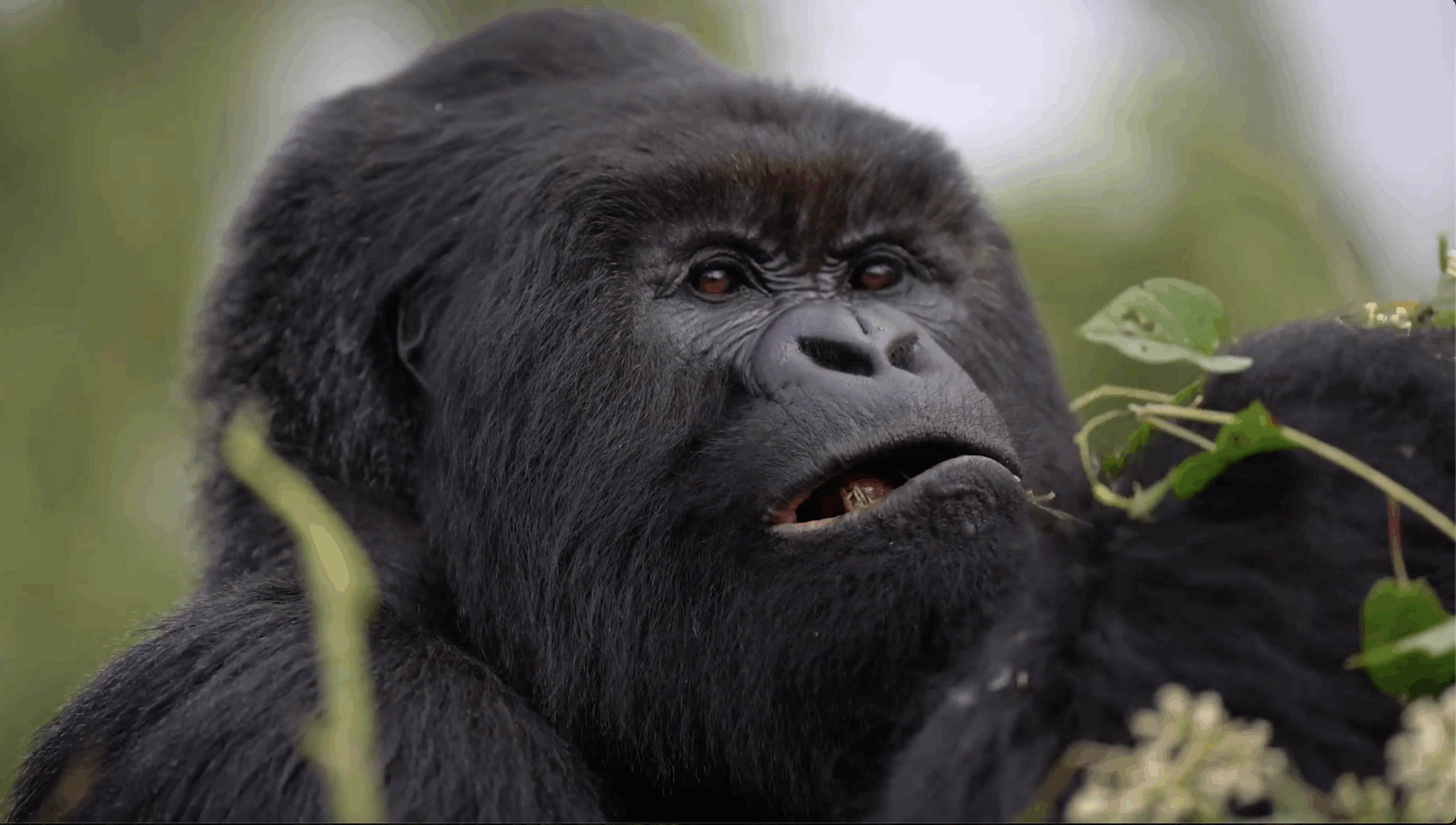 Gorilla