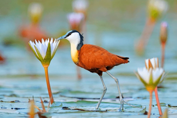 Bird 1