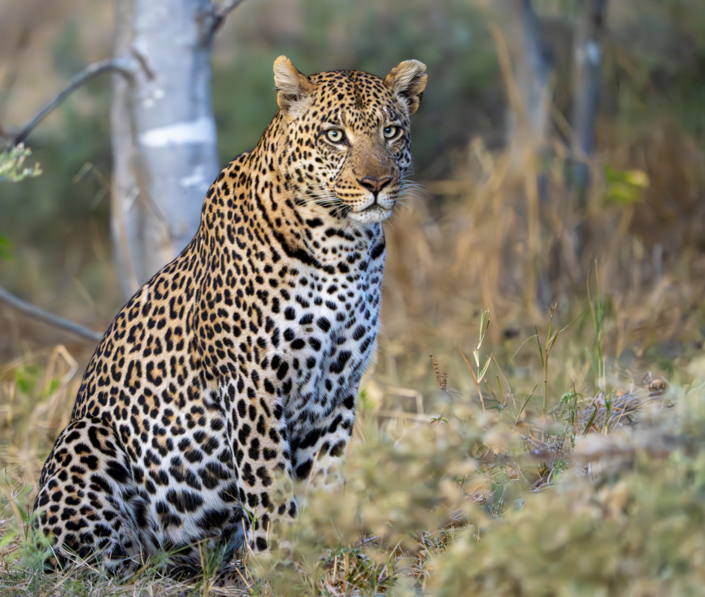 Animal 3