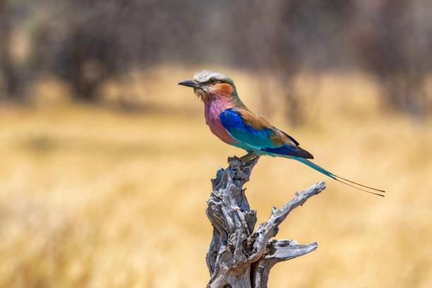 Bird 2