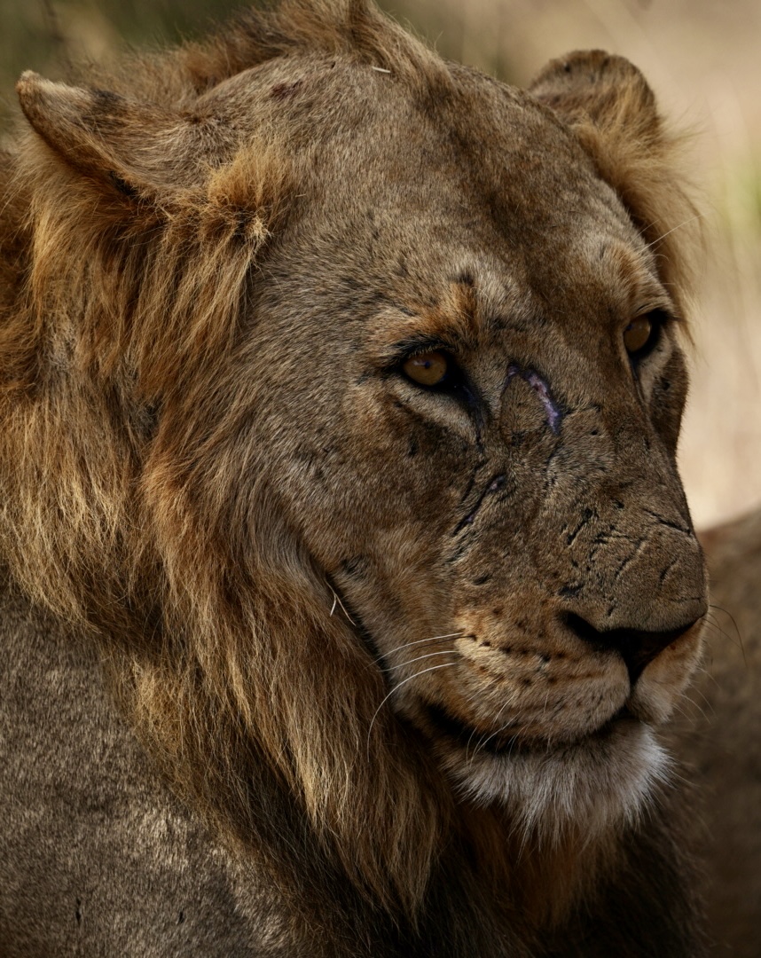Animal 1