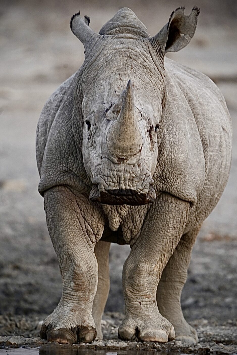 Animal 5