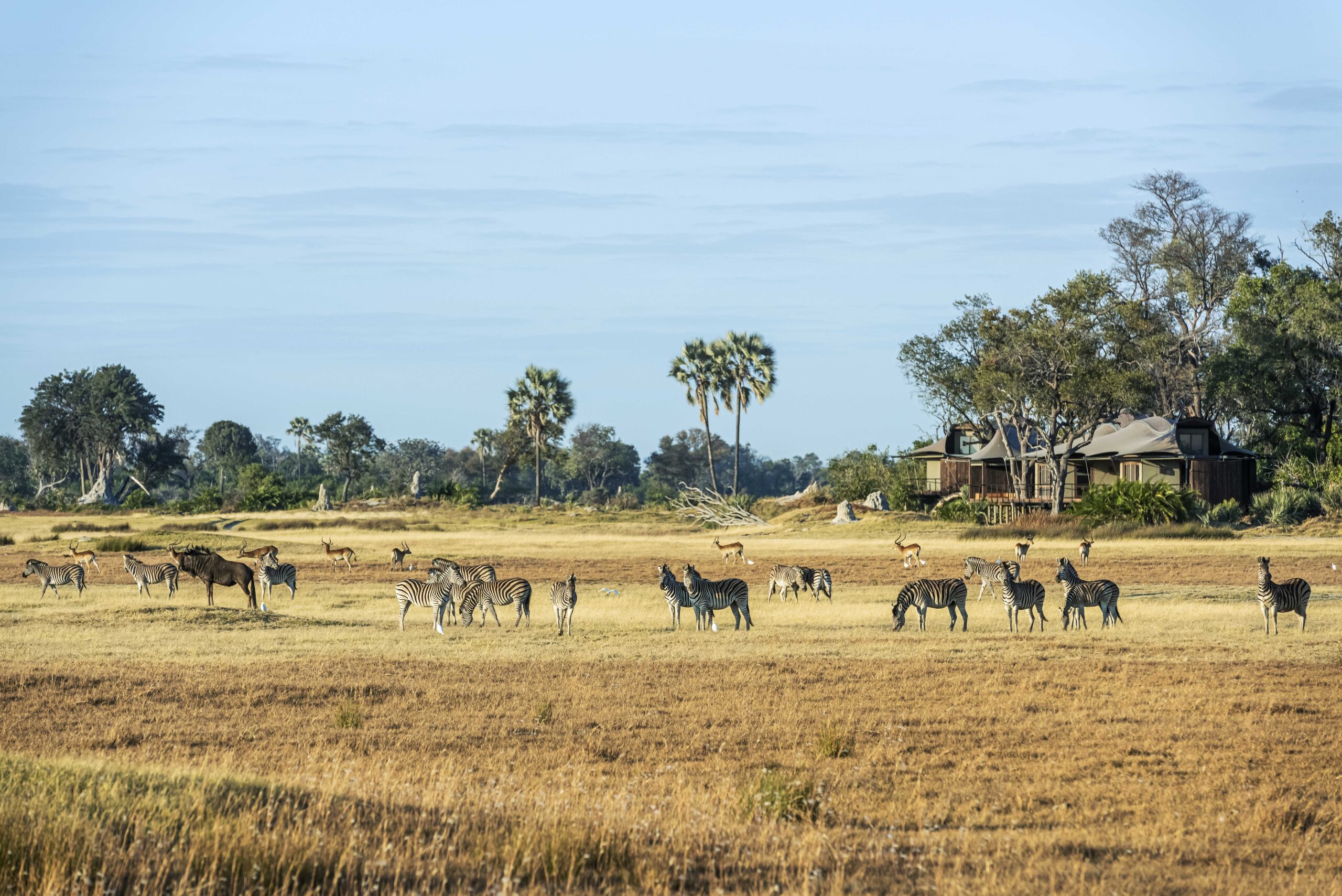 Safari image 5