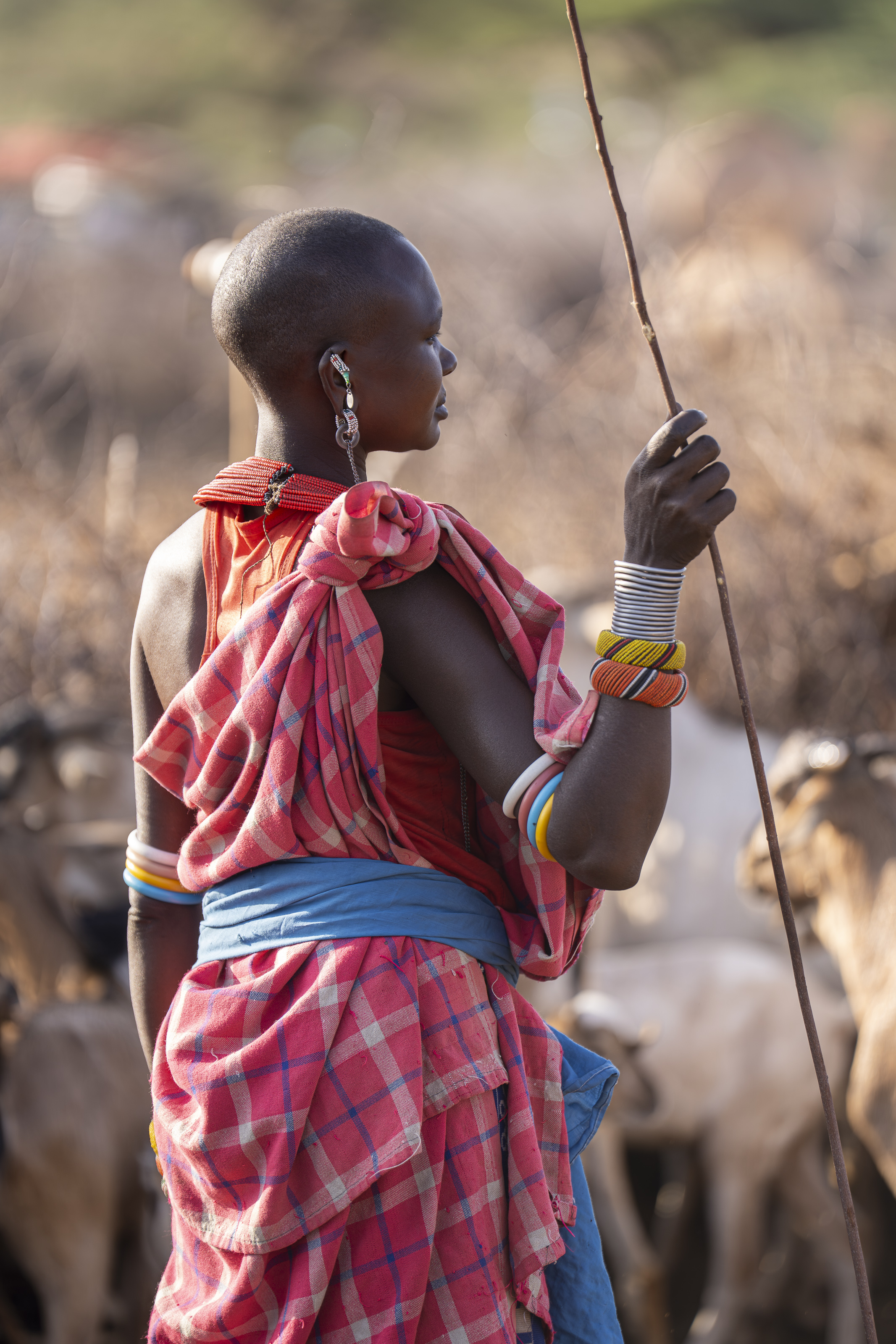 Safari image 1